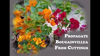 How to propagate bougainvillea from cuttings [upl. by Yannodrahc441]