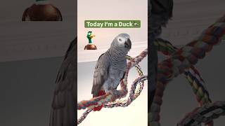 Symon says Today I’m a duck🦆Quack Quack🥰talkingparrot duck quack birds ducks pets funny [upl. by Serg]