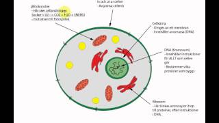 cellens uppbyggnad [upl. by Adall]