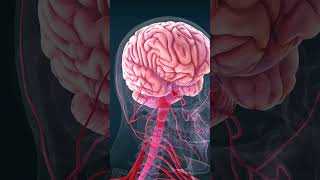 Gyri and Sulci Cerebral Cortex and White Matter brain medical [upl. by Fischer]