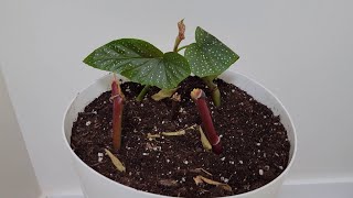 Angel Wing Begonia Repot and Propagating from Cuttings [upl. by Tammy]