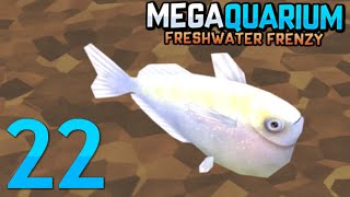 SMALL GUY TANK  Megaquarium Freshwater Frenzy [upl. by Alis]