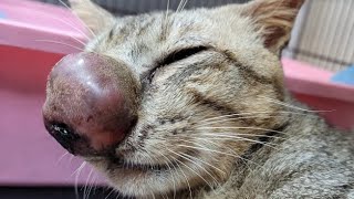 Removing An Immense Cuterebra From Kittens Nose Part 52 [upl. by Maren]