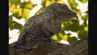 Great Potoo Nyctibius grandis Call [upl. by Ynot789]