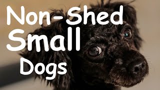 Love Dogs Hate Fur 10 Small Dogs Dont Shed [upl. by Leziar]