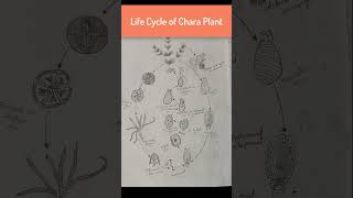 Life cycle of chara plant Plant Diversity botany [upl. by Evered]