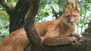 ONÇA PARDA também conhecida como SUSSUARANA  Animal selvagem  Natureza Viva [upl. by Eiser]