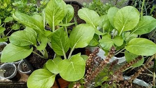 Efficient Way of Growing Pechay Petsay at Home [upl. by Sterrett501]