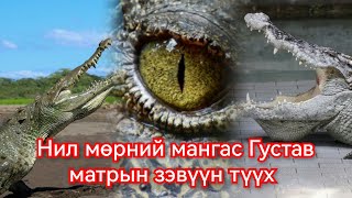 300 хүн идсэн Нил мөрний матар Густав хаагуур бн Гоё Түүхүүд Goy tuuhuud mongol heleer kino duu [upl. by Neeleuqcaj]