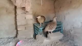 Grey Francolin or safed teetar calling  Francolinus pondicerianus  grey francolin  mg mini zoo [upl. by Lossa126]