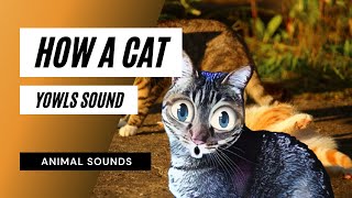 How A Cat Yowls Sound  how a cat yowls sound  sound effect  animation [upl. by Honor275]