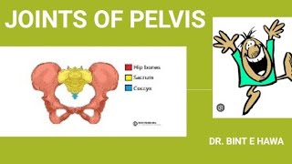 PELVIC JOINTS AND CLINICALS  GROSS ANATOMY ENDOCRINOLOGY MODULE [upl. by Eerbua716]