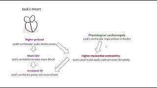 Preload and Myocardial Contractility [upl. by Sug]