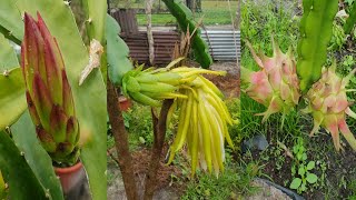 Dragon fruit from buds flowers to harvest with multiple varieties [upl. by Adriaens]