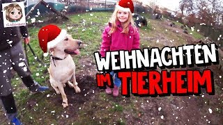 WEIHNACHTEN IM TIERHEIM 🐱 Spenden für die Tiere 🐶 Hannahs neuer Freund Ulf [upl. by Lleddaw471]