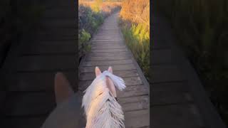 Went on a trail ride with popcorn hobbyhorsing hobbyhorse hobbyhorses ￼ [upl. by Jane]