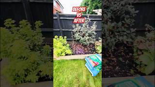 Amazing small GARDEN blitz garden gardening subscribe youtubeshorts fyp viralvideo [upl. by Noned]