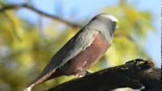 Whitebrowed Woodswallow Artamus superciliosus [upl. by Shanahan702]