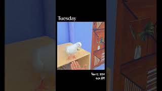 Ms brothers loft new my king birds pigeon subscribe support viralvideo shortvideo [upl. by Anileda]