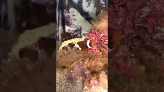 Clownfish in their Anemone Just like NEMO shorts [upl. by Tess]