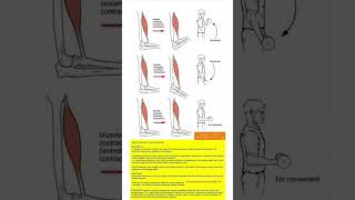 TYPES OF EXERCISES AND MUSCLE CONTRACTION [upl. by Nawoj]