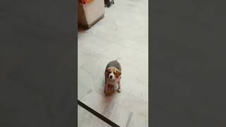 Beagle dog doglover beagleslover shortvideo [upl. by Earahc]