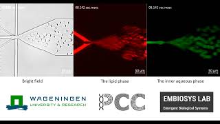 Octanolassisted liposome assembly OLA [upl. by Ehctav]