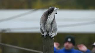 Ring Tailed Lemur at PWP [upl. by Arlena]