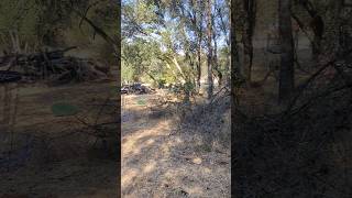 Through the trees Madrone Birdy from the Boss Man agldiscs madrone golf discgolf [upl. by Barnie]