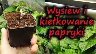 Od nasionka do ogonka  Wysiew i kiełkowanie papryki chili [upl. by Vihs]