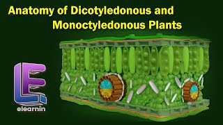 Anatomy of Dicotyledonous and Monoctyledonous  Anatomy of Flowering Plants  Class 11 Biology [upl. by Sande]