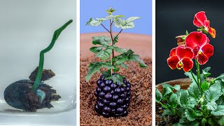 Plants Growing Time Lapse Compilation 484 Days [upl. by Calen341]