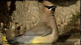 Cedar Waxwing [upl. by Olra]