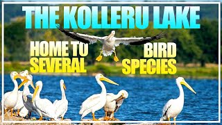 Best Time To Visit Kolleru Lake  Home To Several Rare Bird Species  Hybiz tv [upl. by Aihsirt]