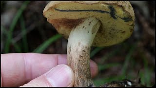 北海道 阿寒で念願のドクヤマドリに到達！ Hemileccinum venenatus 20240727 [upl. by Frager71]