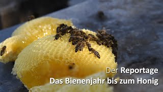 Das Bienenjahr  von der Blüte bis zum Honig  die Reportage [upl. by Gordie]