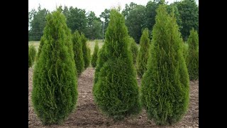 Туя4 Thuja4 Хвойные растения40 Conifers40 Декоративные растения [upl. by Bitthia]