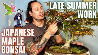 Japanese Maple Bonsai Defoliation amp Prune [upl. by Aihtenyc]