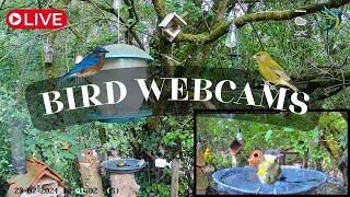 LIVE 🔴 Bird Cams 247 ｜Caméras oiseaux 247 4K 7am ➡️ DAY ☀️ 7pm ➡️ NIGHT 🌙 [upl. by Jonell366]