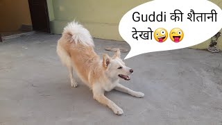 Guddi कि शैतानी देखो 🤪  Cute Puppy  Baby Dog  Cute Dogs  Naughty Puppy  Lovely Puppy [upl. by Porter]