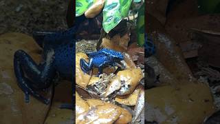 Dart Frogs Eating🐸poisondartfrog dartfrog frog frogs amphibian reptileroom animals fyp [upl. by Munson]