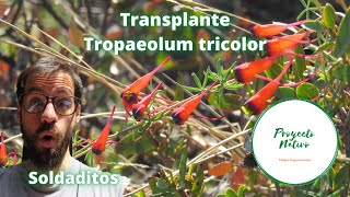 Transplante soldaditos Tropaeolum tricolor Proyecto Nativo [upl. by Osrit]