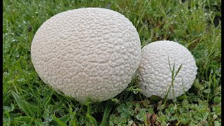 Bovistella utriformis  Lycoperdon utriforme  utriformis Calvatia utriformis  Mosaic Puffball [upl. by Dhu]