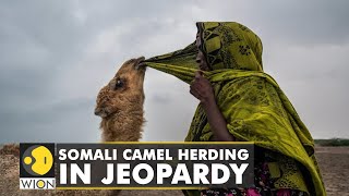 Somalia Herders giving up traditional life due to political instability climate change  WION [upl. by Bilat]