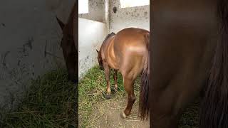 Ostentação para mim é isso Capim sobrando… horse cavalo cavalos haras fazenda vaqueiro viral [upl. by Enirroc]