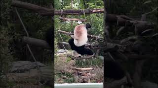 这国宝下梯子的方式也太别致了吧，看着都累 panda pandafushun adorablepanda funny cutepanda pandalove pandalife [upl. by Rabjohn811]