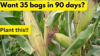 Need 35 bags of maize in 90 days Plant these Best Maize Varieties during the October 2024 Rains [upl. by Oznarol]