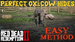 Red Dead Redemption 2  Get EASY Perfect Ox and Cow hides for Camp Improvement [upl. by Ttennaj]