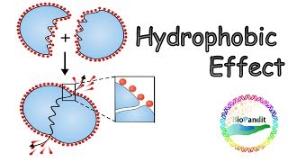 Hydrophobic effect [upl. by Flore]