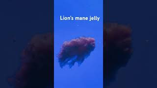 Lion’s mane jelly [upl. by Yonatan]